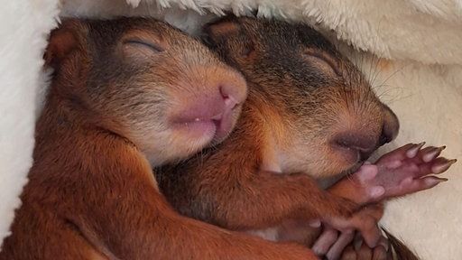 Zwei schlafende Eichhörnchen
