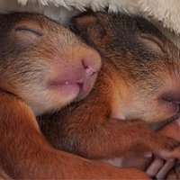 Zwei schlafende Eichhörnchen