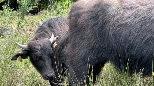 Wasserbüffel mit Kalb 