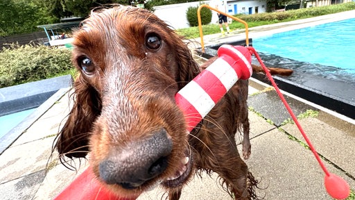 Mabel mit Leuchturm Irish Setter Hündin ist wasserscheu