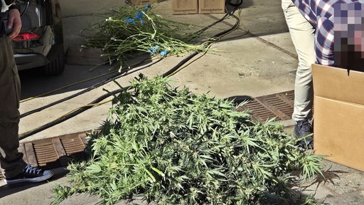 Cannabis Pflanzen im Zentrum des Bildes und ein Mann, der sich über eine Kiste bückt, rechts