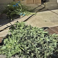Cannabis Pflanzen im Zentrum des Bildes und ein Mann, der sich über eine Kiste bückt, rechts