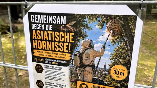 Ein Plakat mit der Aufschrift "Gemeinsam gegen die Asiatische Hornisse.