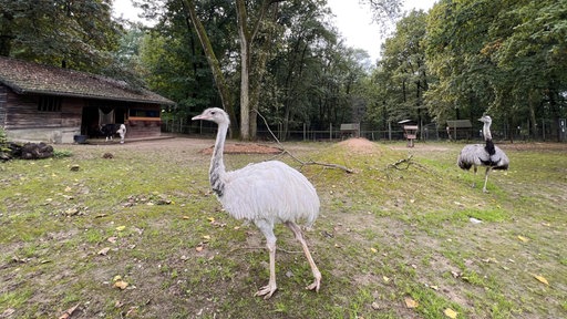 Im Bild sieht man zwei Nandus, und im Hintergrund links ein Lama, in einem Freigehege.
