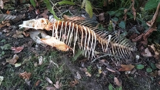 Fischgerippe