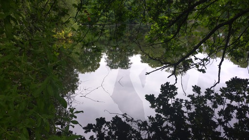 Fischweiher