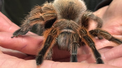 Eine Vogelspinne in Nahaufnahme auf einer Hand.
