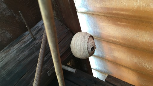 ein Hornissennest an einer Decke