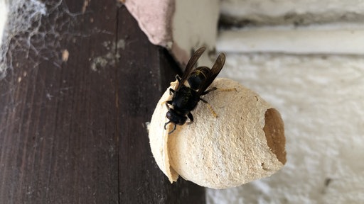 eine Hornisse sitzt auf einem Hornissennest