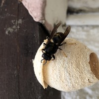 eine Hornisse sitzt auf einem Hornissennest
