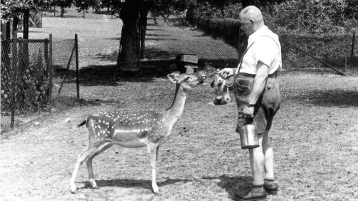 Mann füttert Damwild