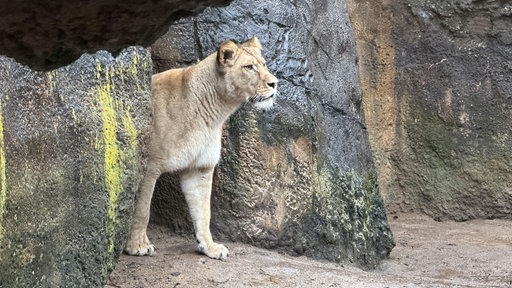 Löwin im Wuppertaler Zoo schaut zwischen Felsen her