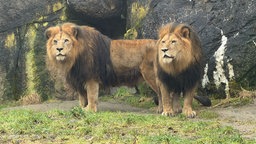 Männliche Löwen im Wuppertaler Zoo stehen auf Gras