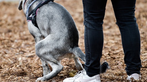 Ein angeleinter Hund verrichtet sein Geschäft, im Vordergrund sind die Beine seines Herrchens in dunkler Jeans und mit hellen Sneakern zu sehen