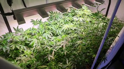 Cannabispflanzen in einem Gewächshaus