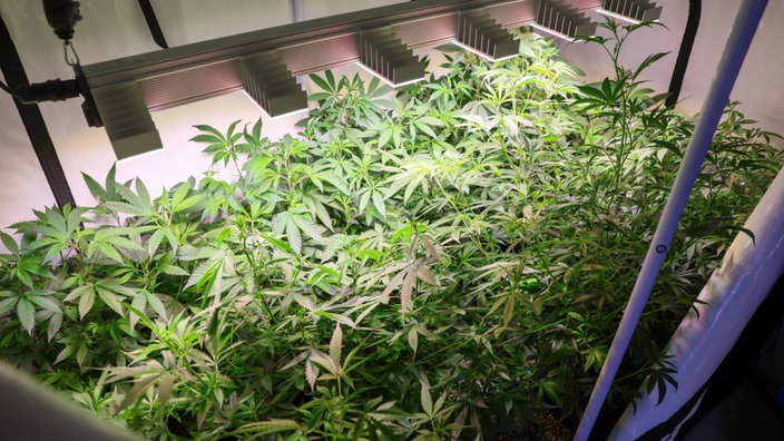 Cannabispflanzen in einem Gewächshaus