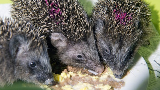drei kleine Igel essen Brei