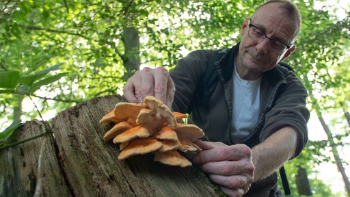 Ein Mann berührt einen Pilz, der an einem Baumstumpf wächst.