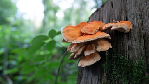 Ein orangefarbener Baumpilz an einem Baumstumpf.