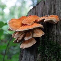 Ein orangefarbener Baumpilz an einem Baumstumpf.