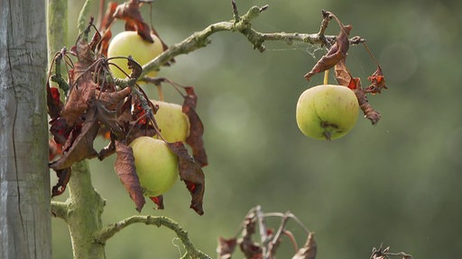 Ein vertrockneter Apfelbaum