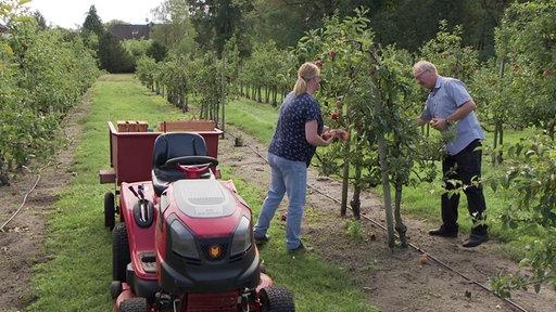 Katrin und Theodor Weyand beernten spärlich behangenen Bäumchen auf ihrer Apfel-Plantage