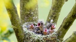 Buchfinke im Nest rufend 