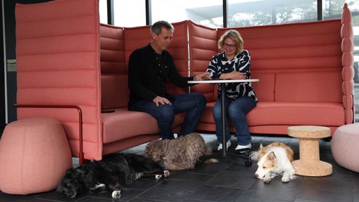 Bürohunde unter dem Tisch bei einer Besprechung