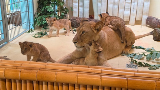 Vier Löwenbabys, die in einem Innengehege auf ihrer Mutter herumklettern.