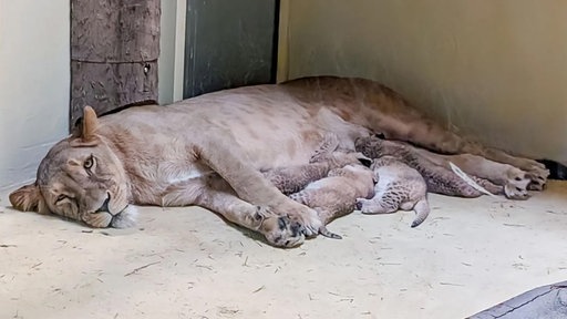 Löwennachwuchs im Zoo Dortmund mit Mutter Zuri.