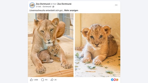 Zoo Dortmund postet auf Facebook: "Löwennachwuchs entwickelt sich gut".