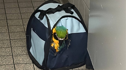 Ein Papagei wurde in einer Tasche am Flughafen ausgesetzt