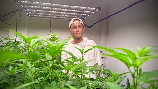 Ein junger Mann steht zwischen Cannabis-Pflanzen