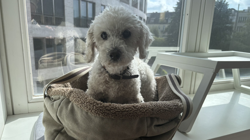 Ein kleiner weißer Hund in einem Korb.