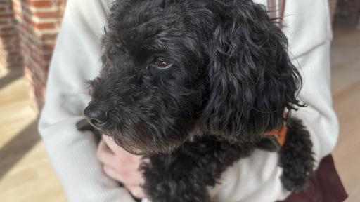 Ein kleiner schwarzer Hund wird von seinem Besitzer auf den Arm genommen.
