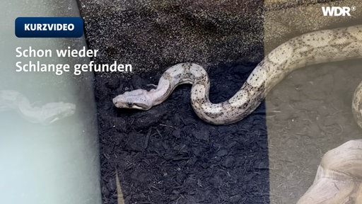 Schlange im Terrarium