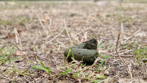 Frischer Gänsekot im Düsseldorfer Zoopark