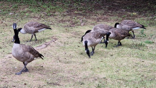 Eine Gruppe Kanadagänse im Düsseldorfer Zoopark 