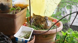 Ente brütet im Kübel