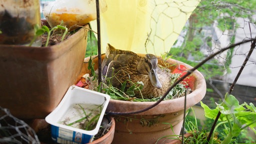 Ente brütet im Kübel