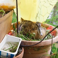 Ente brütet im Kübel