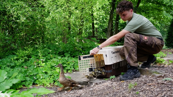 Ente brütet im Kübel