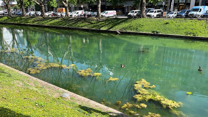 In dem Graben auf der Düsseldorfer Königsallee ist türkises Wasser