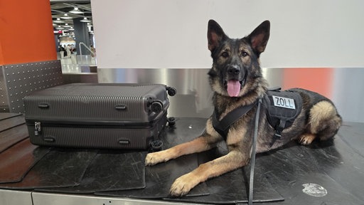 Ein Zollhund liegt auf dem Gepäckband neben einem schwarzen Rollkoffer