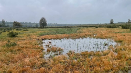 Ein Bild einer Moorlandschaft am Niederrhein