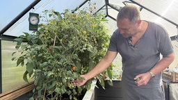 Ein Mann pflückt Tomaten