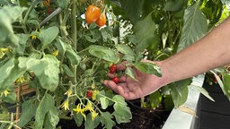 Tomaten im Gewächshaus
