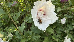 Eine Biene sitzt auf einer Blüte.