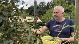 Ein Mann pflückt Brombeeren.