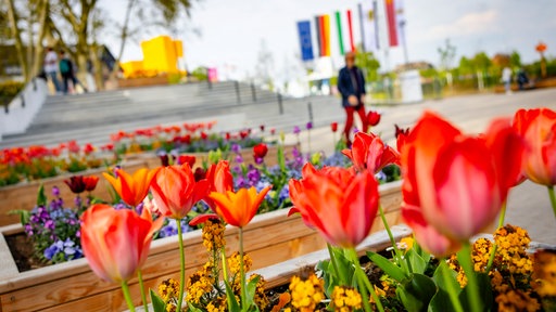 mehrere bunte Blumenbeete, rote Tulpen im Vordergrund, unscharfe laufende Person im Hintergrund